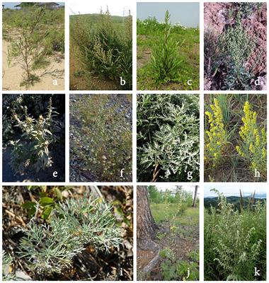 Bioactive Phenolics of the Genus Artemisia (Asteraceae): HPLC-DAD-ESI-TQ-MS/MS Profile of the Siberian Species and Their Inhibitory Potential Against α-Amylase and α-Glucosidase